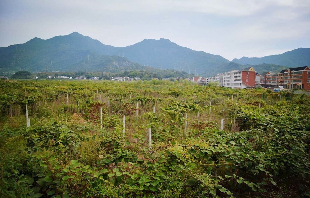 奇异果采摘基地_研究职员发现：猕猴桃降压效果好.jpg