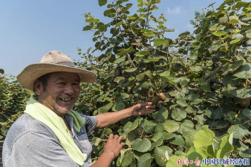 大河峪村民走到哪里就把猕猴桃宣