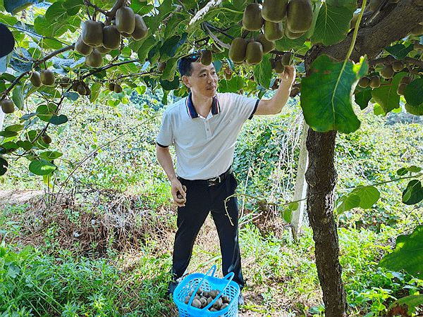 猕猴桃基地 党支部、涪陵区农村