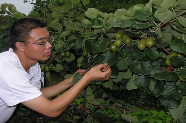 干少华：500亩猕猴桃种植基地