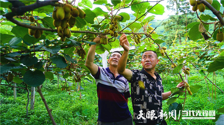 猕猴桃种植基地 张发龙张发龙: