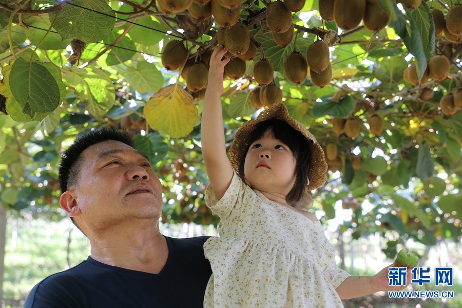 蓝山县所城镇联云村猕猴桃迎来丰