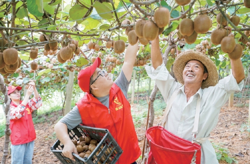 大圩镇龙门村猕猴桃基地推进脱贫