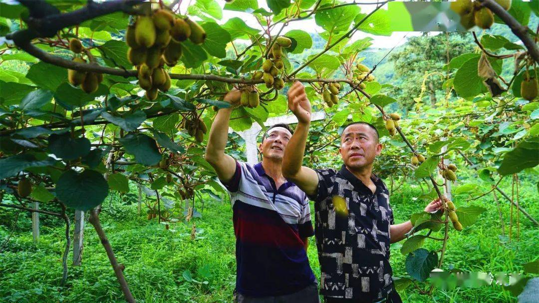 猕猴桃种植基地 开阳县龙水乡新