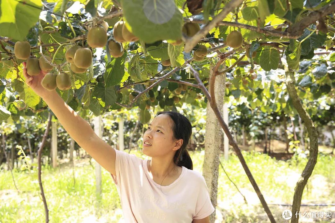 合作社种植近100亩翠玉猕猴桃