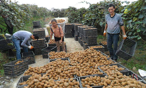 猕猴桃基地 “一花独放不是春，