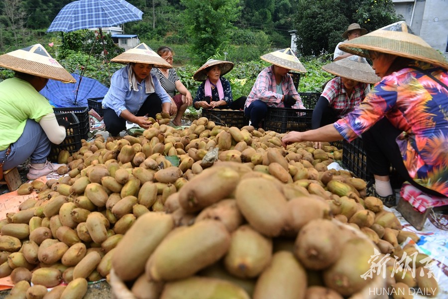 河南商丘：648万亩玉米陆续成