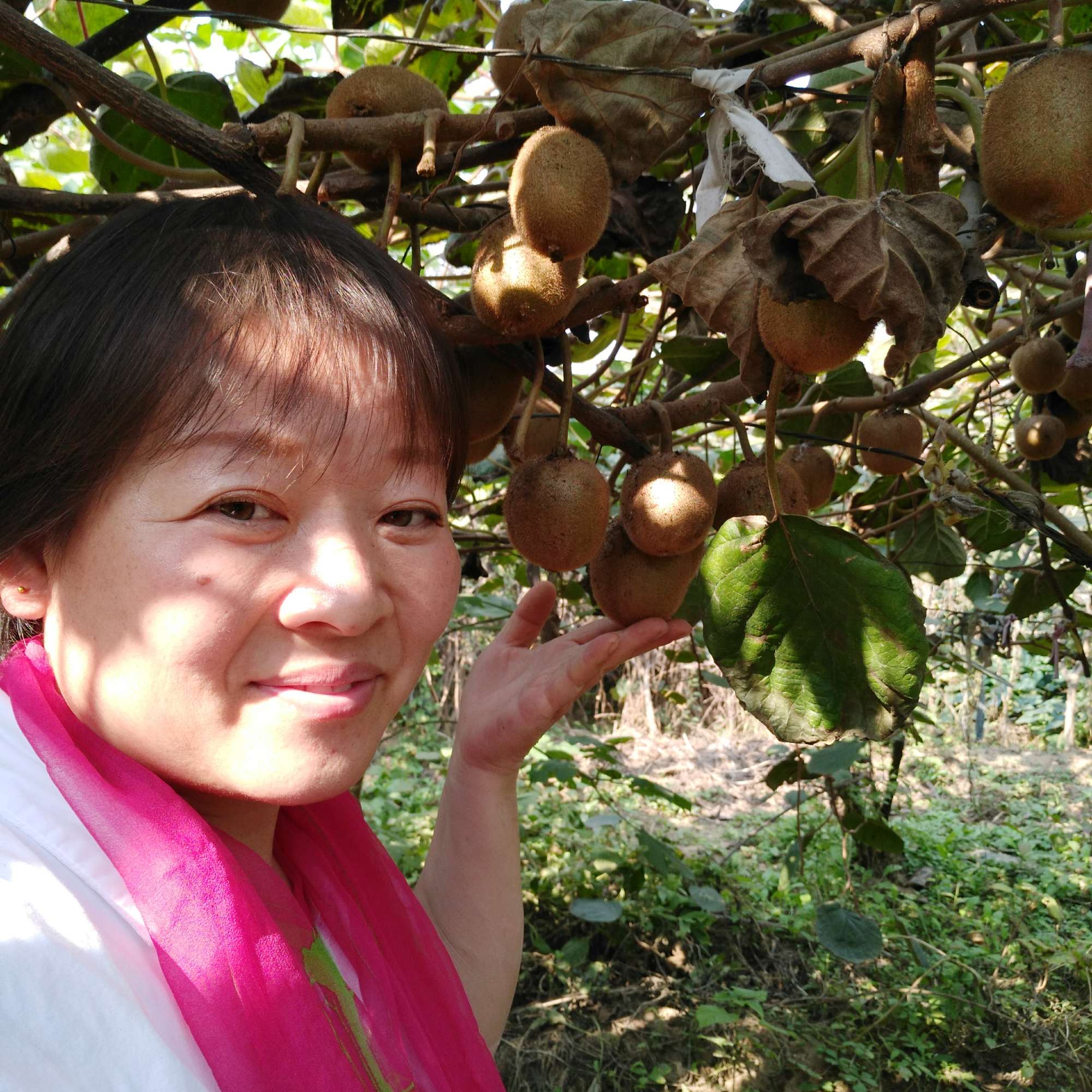 开发千亩猕猴桃基地金秋果飘香(