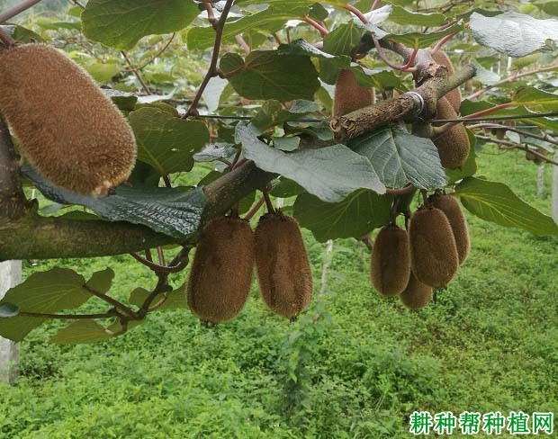 贵州最出名水果——修文猕猴桃